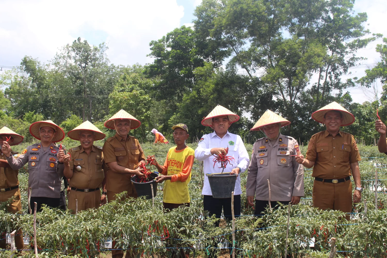 Panen Raya Cabai di Desa Pelawan Jaya, Wujud Nyata Dukungan terhadap Ketahanan Pangan Nasional